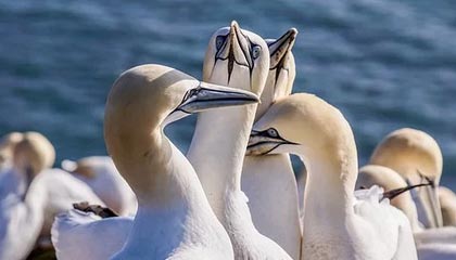 日本美女操逼视频