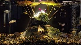 小型鱼缸视频,微观水世界里的生态奇观