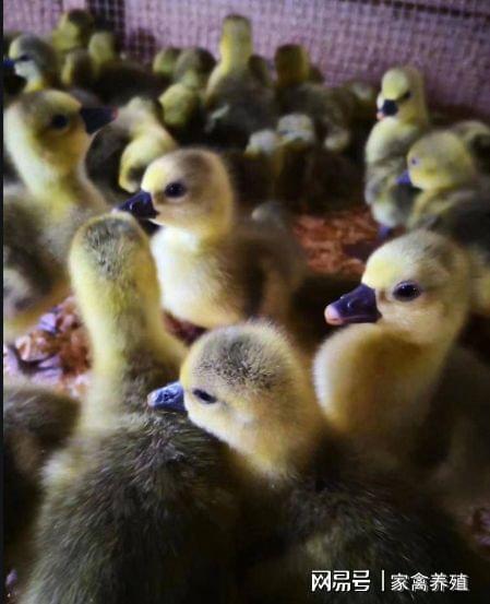 鹅苗养殖视频,从孵化到成鹅的成长历程