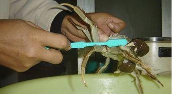 螃蟹怎么洗视频,视频教学，轻松掌握