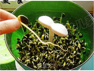 豆芽机生豆芽视频,轻松在家自制新鲜豆芽