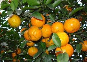 沙糖桔嫁接技术视频,轻松掌握高效繁殖技巧