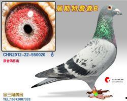 詹森视频鸽